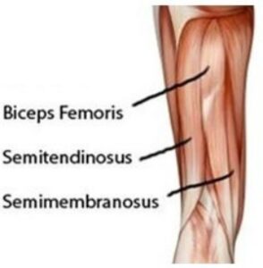 Semimembranosus Oefeningen En Behandeling Fysiotherapie4all