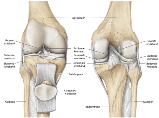 Relatieve grootte Zonnebrand Peer Behandeling Van Het Kniegewricht | Fysiotherapie4all