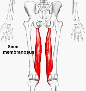 Musculus-semimembranosus-hamstring.jpg