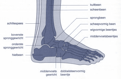 Hallux-Valgus